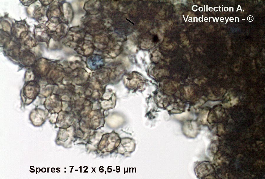 Moesziomyces bullatus